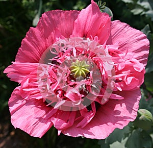 Close up of frilled poppy