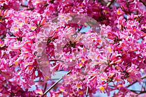 Close up of frilly pink Tabebuia tree in full bloom, bell shaped trumpet flowers, Tabebuia Rosea, Bignoniaceae, Pink trumpet tree