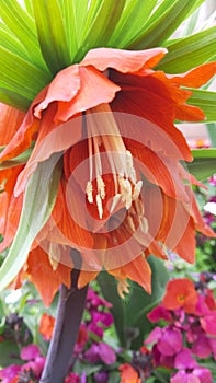 Close up of Fritillaria & Early Fantasy & flower bulbs.