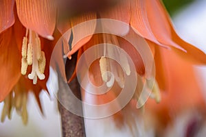 Close up of a Fritillaria flowers , blurry background.
