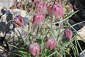 Close-up of Fritillaria Meleagris with reflections of sunlight