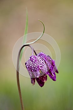 Close up of a Fritillaria meleagris / snake`s head fritillary