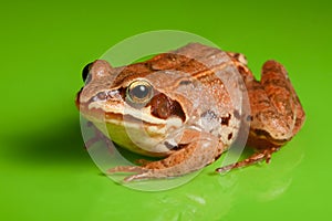 Close-up of the frog