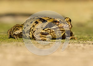 Close Up of Frog