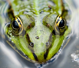Close up frog
