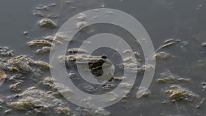 Close-up, Frog Eats Caught Dragonfly Sitting in Water Near Shore in Algae Environment