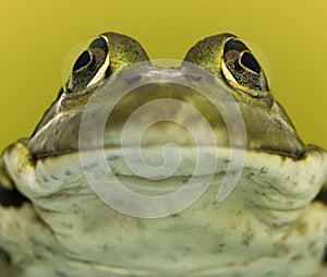 Close-up of a frog facing