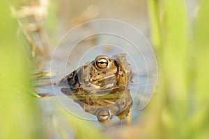 close up of a frog floating on the water in a pond during mating season on a sunny spring morning april frog in the water during