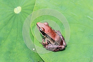 Close up of a frog on green lotus leaf