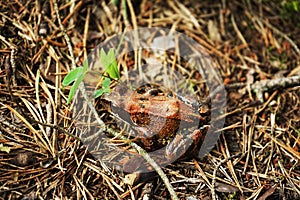 Close-up of a frog on the ground