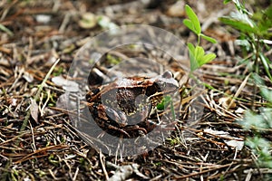 Close-up of a frog on the ground