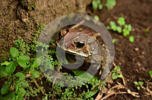 Close-Up Of Frog On the ground