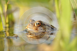 close up of frog in a pond during mating season on a sunny spring morning april frog in the water during mating season