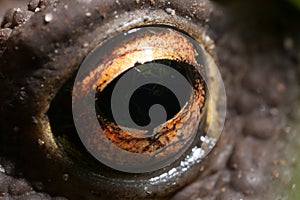 Close up of a frog`s eye