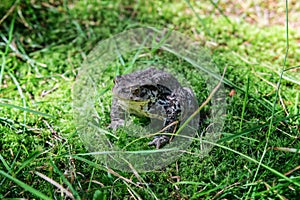 Close-up of a frog sitting on the grass in the forest