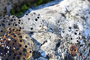 Close up of frog spawn frog eggs which was found on the shore