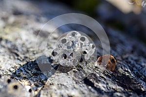 Close up of frog spawn frog eggs which was found on the shore