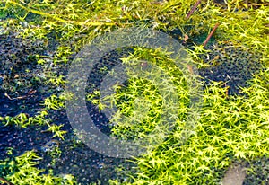 Close up , frog spawn in natural environment . Selected Deep of Field