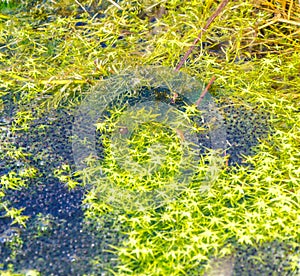 Close up , frog spawn in natural environment . Selected Deep of Field