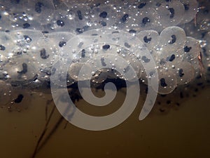 Close-up of frog spawn in the water