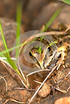 Close up of frog or toad looking into the camera, India.