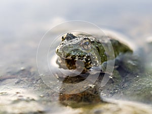 Close up of a frog in the water