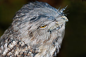 Close up of a Frogmouth a big-headed, stocky bird