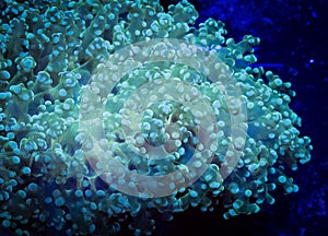 Frogspawn coral in aquarium