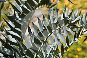 Close-up of frond of Encephalartos Horridus or Eastern Cape Blue cycad