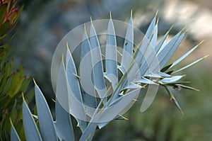 Close-up of frond of Encephalartos Horridus or Eastern Cape Blue cycad