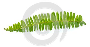 Close up frond leaf fern isolated