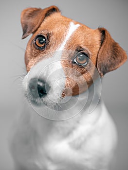 Close up front portrait of cute jack russell terrier dog looking at camera on gray background