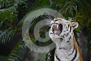 Close up portrait of Siberian Amur tiger