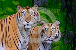 Close up front portrait of two young Amur tigers looking at camera