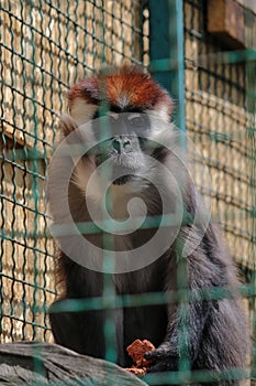 Close up front portrait of white collared mangabey Cercocebus torquatus, red capped mangabey looking at camera and eating, low