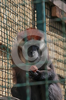 Close up front portrait of white collared mangabey Cercocebus torquatus, red capped mangabey looking at camera and eating, low