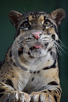 Close up portrait of clouded leopard