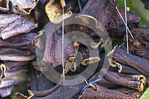 Close-up front shoot for dried aubergine with traditional hanging method in Turkey