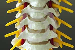 Close-up view of cervical spine model