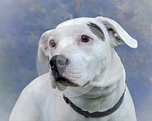 Close-up Front View of a Beautiful Mixed Breed Adult Dog