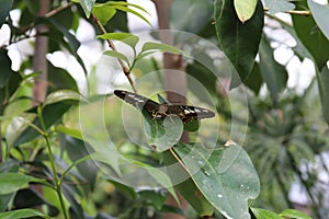 Close up, front view of a Blue Clipper Butterfly with wings open sitting on a leaf