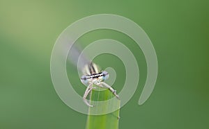 Close-up front view of a blue feathered dragonfly perched on a blade of grass. The background is green