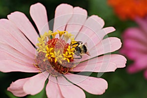 Close-up front view of Caucasian bumblebee Bombus serrisquama on