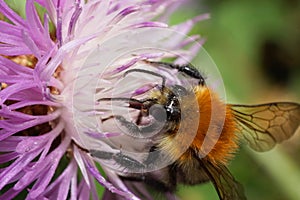 Close-up front view of Caucasian fluffy bright orange field bumb