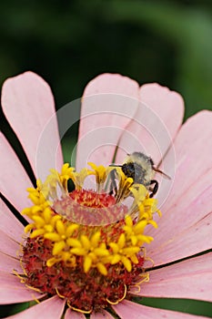Close-up front view of a Caucasian gray bumblebee Bombus serrisquama on a Zinnia flower