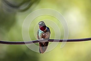 Close-up front view of colorful Tourmaline sunangel (Heliangelus exortis) photo