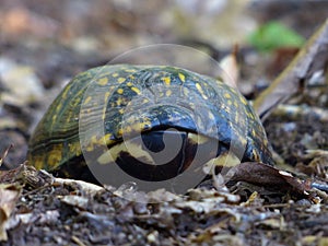 Eastern Box Turtle - Closed Shell, Front View