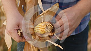 Close up front view farmers hands open an ear of yellow ripe corn. Large grains of organic good corn. A man checks the