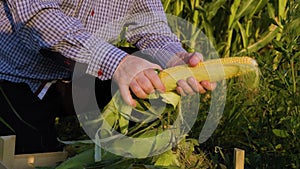 Close up front view farmers hands open an ear of young yellow ripe corn. Unrecognizable