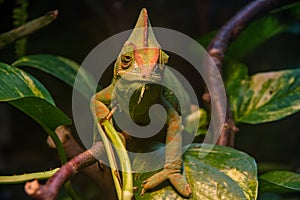 Close up, front view of green Veiled chameleon Chamaeleo calyptratus.